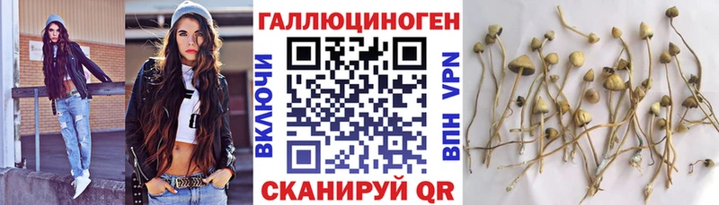 Псилоцибиновые грибы Psilocybe Вязники
